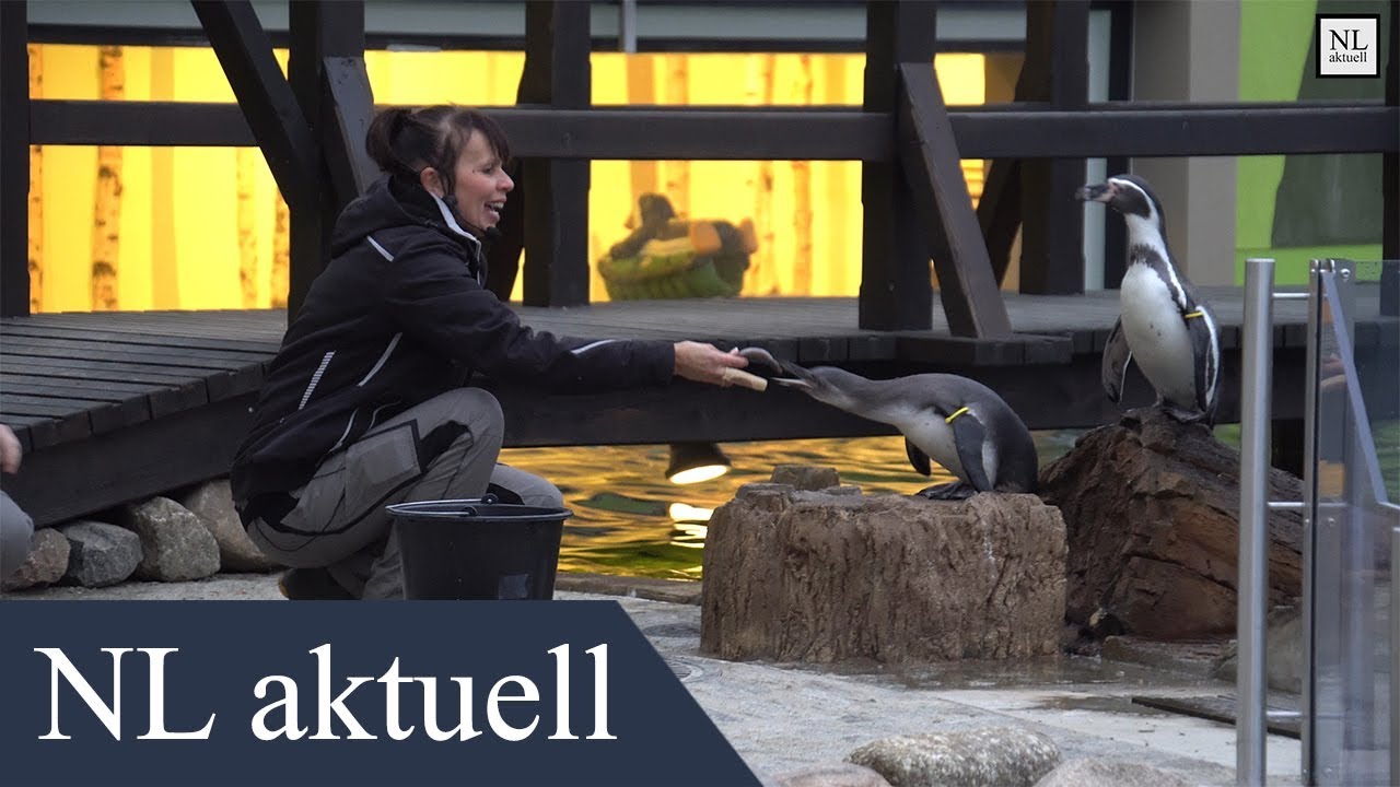 Neue Pinguinanlage im Spreeweltenbad Lübbenau eröffnet