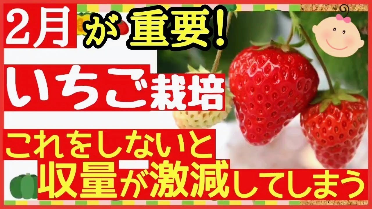 【超重要！いちごの基本】2月〜3月にしかできない重要な栽培管理！大きなイチゴを収穫する水やりと追肥〜プランター家庭菜園〜