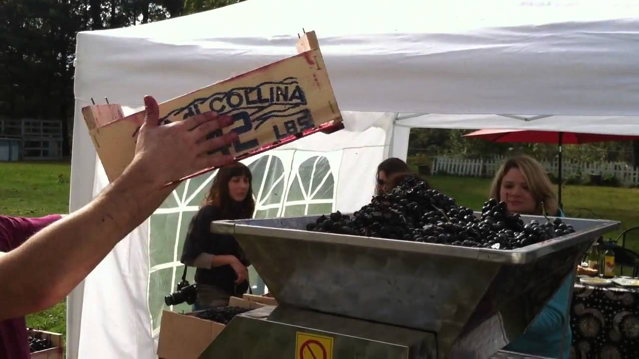 Harvest Crush at Zoll Cellars HD