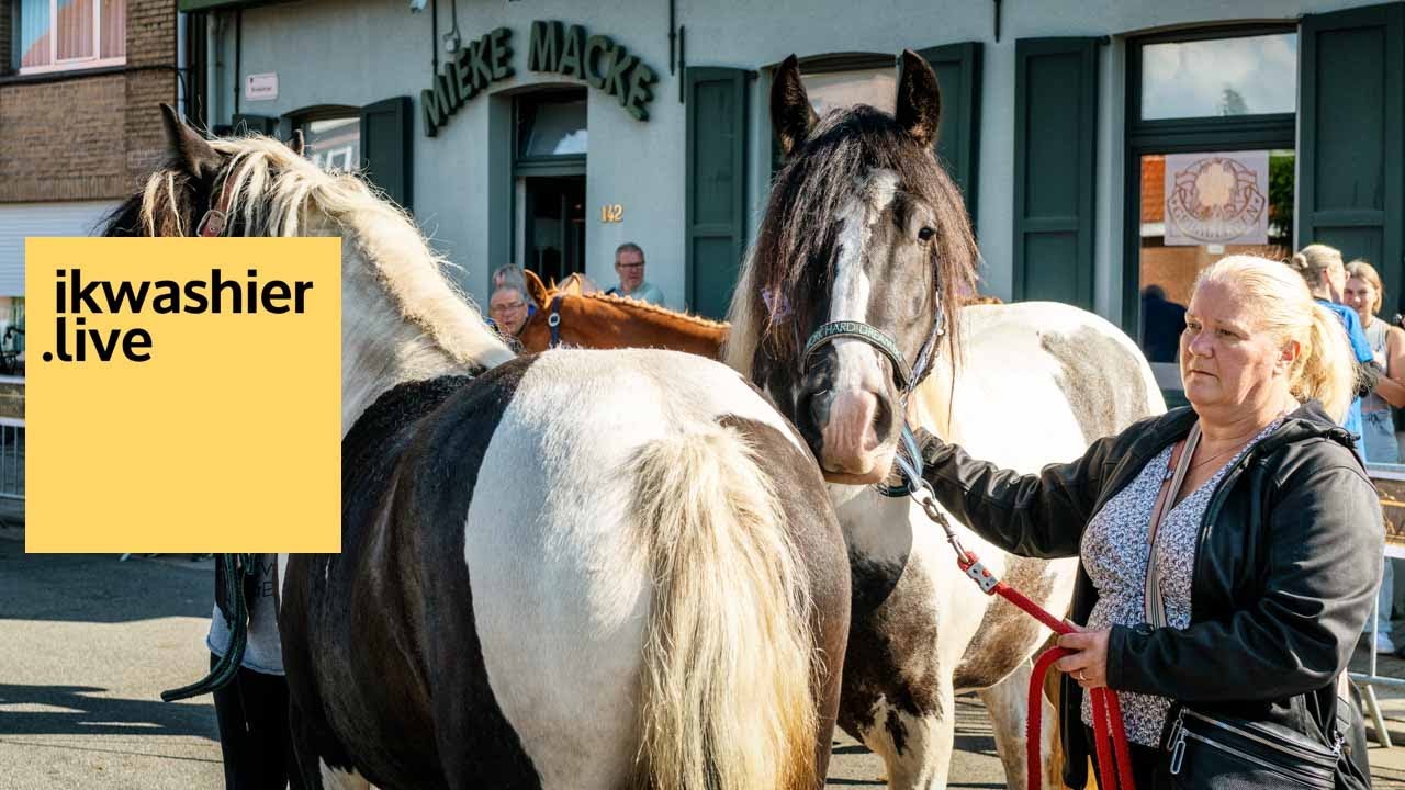 72 Belgisch trekpaarden, BWP en pony’s op jaarmarkt Broekstraatkermis aan café Mieke Macke in Hamme