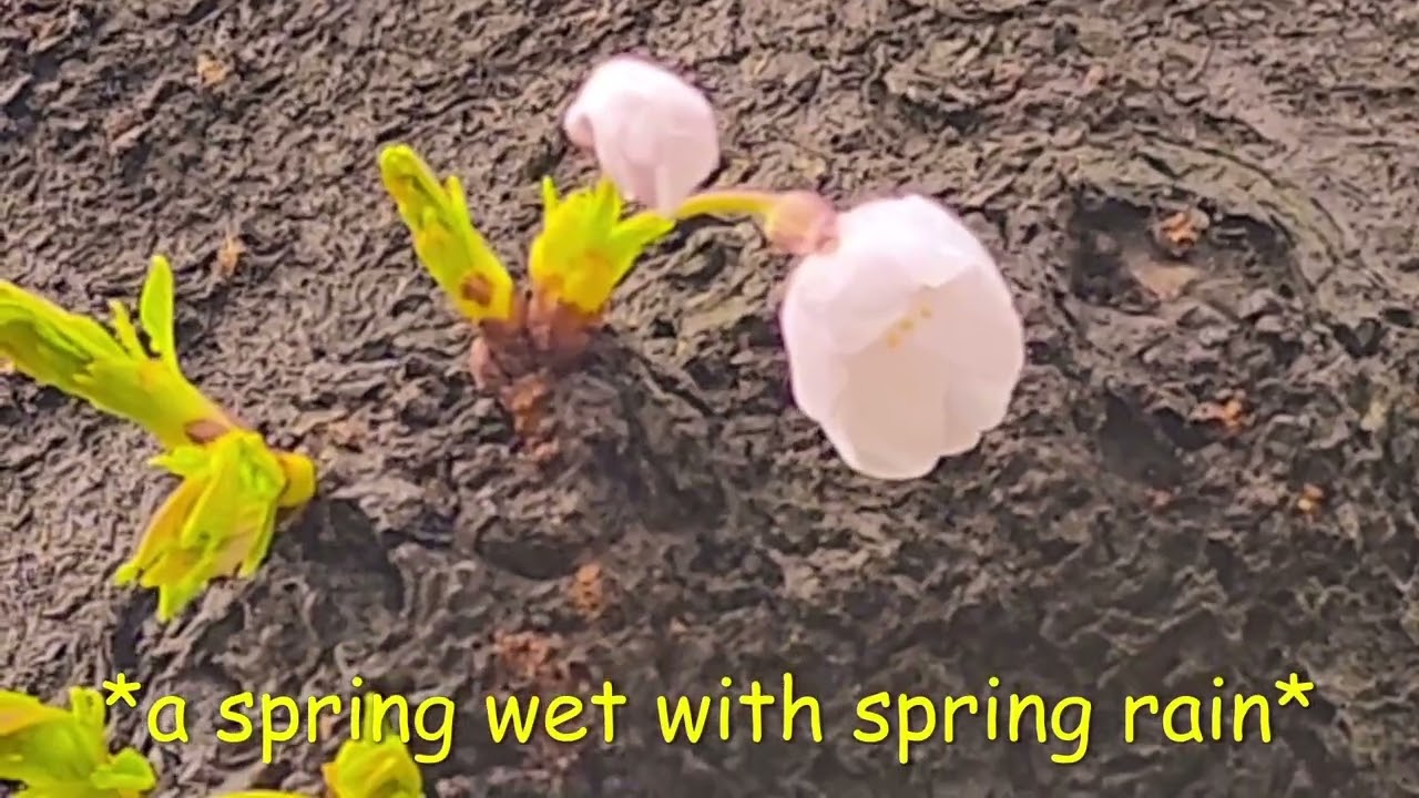 spring