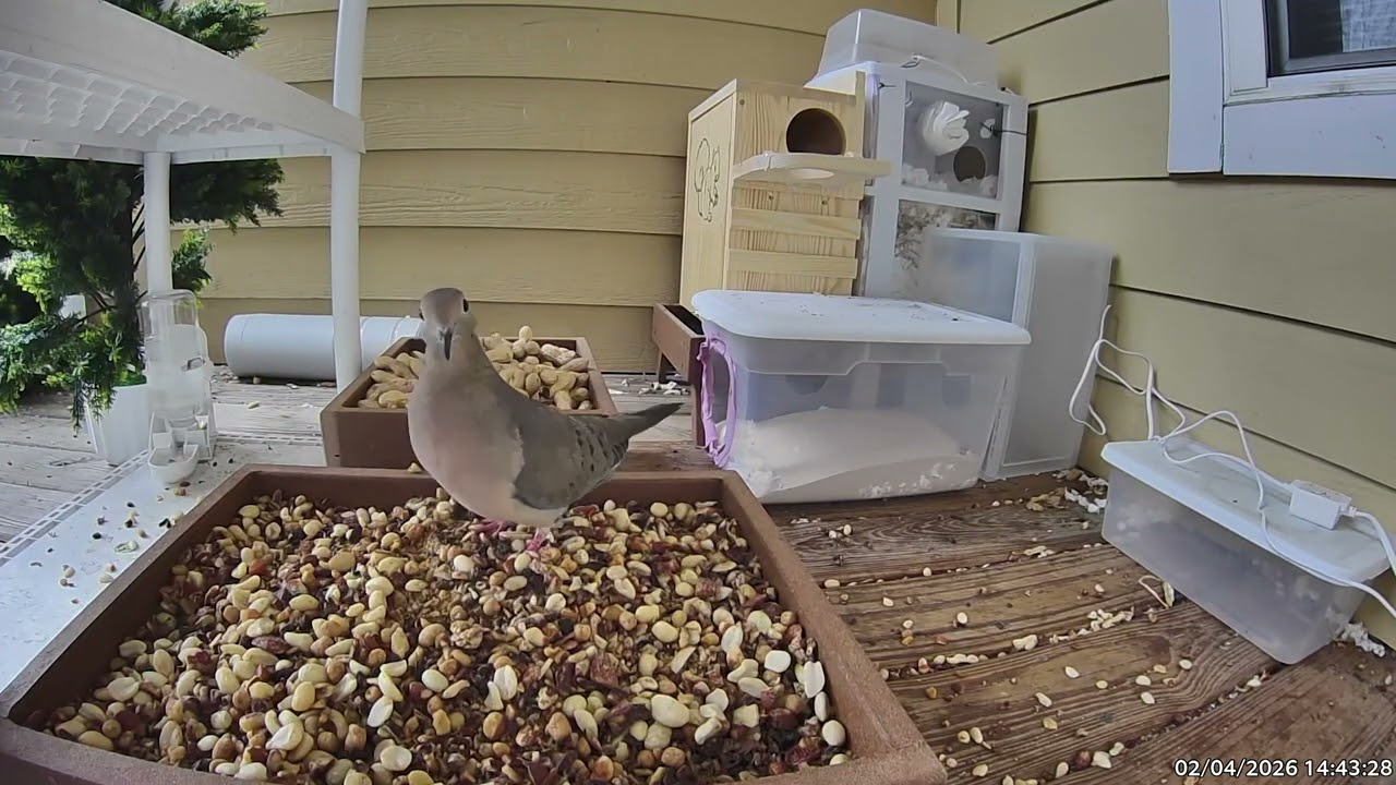 Beautiful day at the feeder 2026-02-04