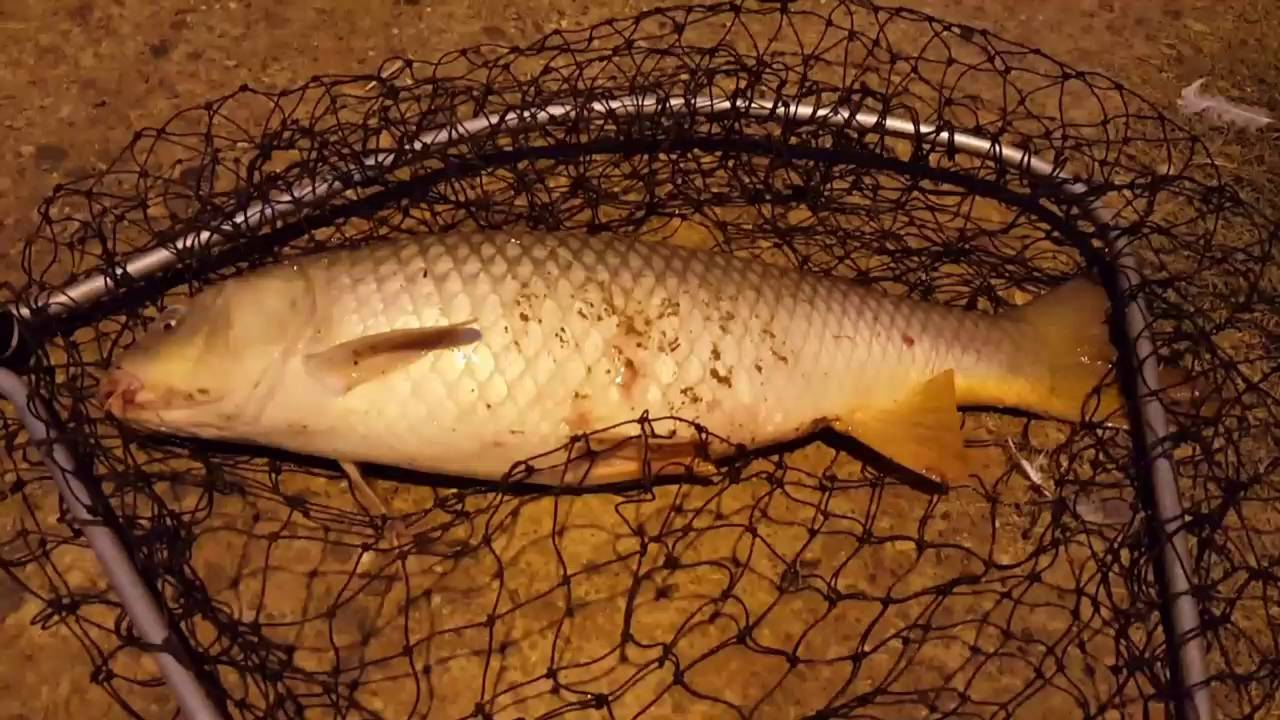 Carp Tournament @ Bolins with Team Country Boys Outdoors (Mama said there'd be.....)