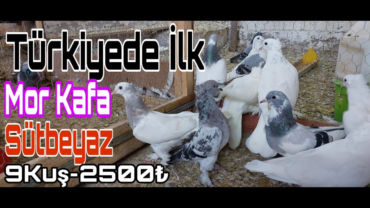 T&uuml;rkiyede ilk, Mor Kafa S&uuml;tbeyaz. 9K-2500pey