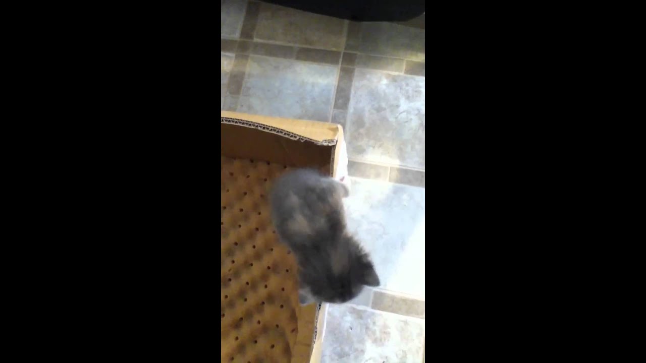 Kitten trying to escape the box