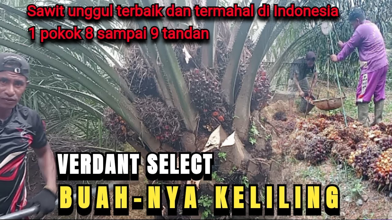 PANEN SAWIT UNGGUL varietas VERDANT SELECT UMUR 3 TAHUN BUAH NYA KELILING