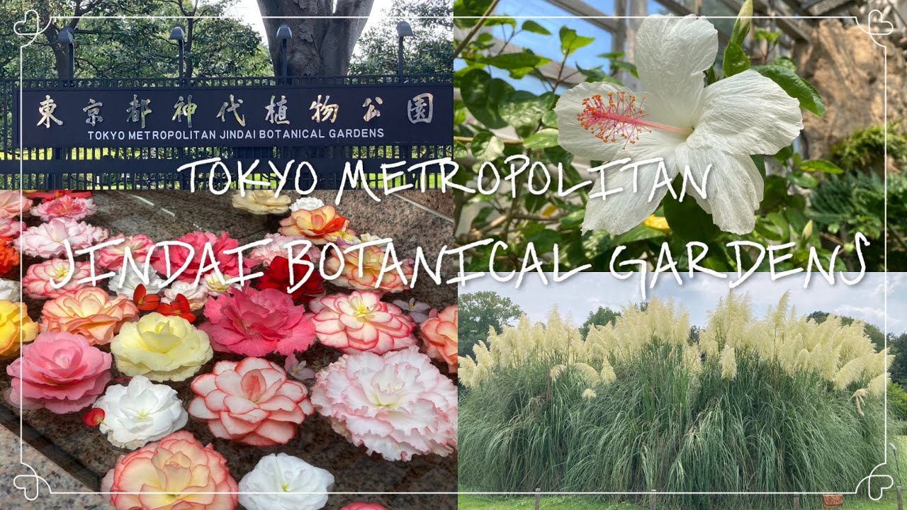 神代植物公園へ行ってきました🌼*･ 夏の花から秋の花へ  9月上旬 2024 公園 お散歩 vlog