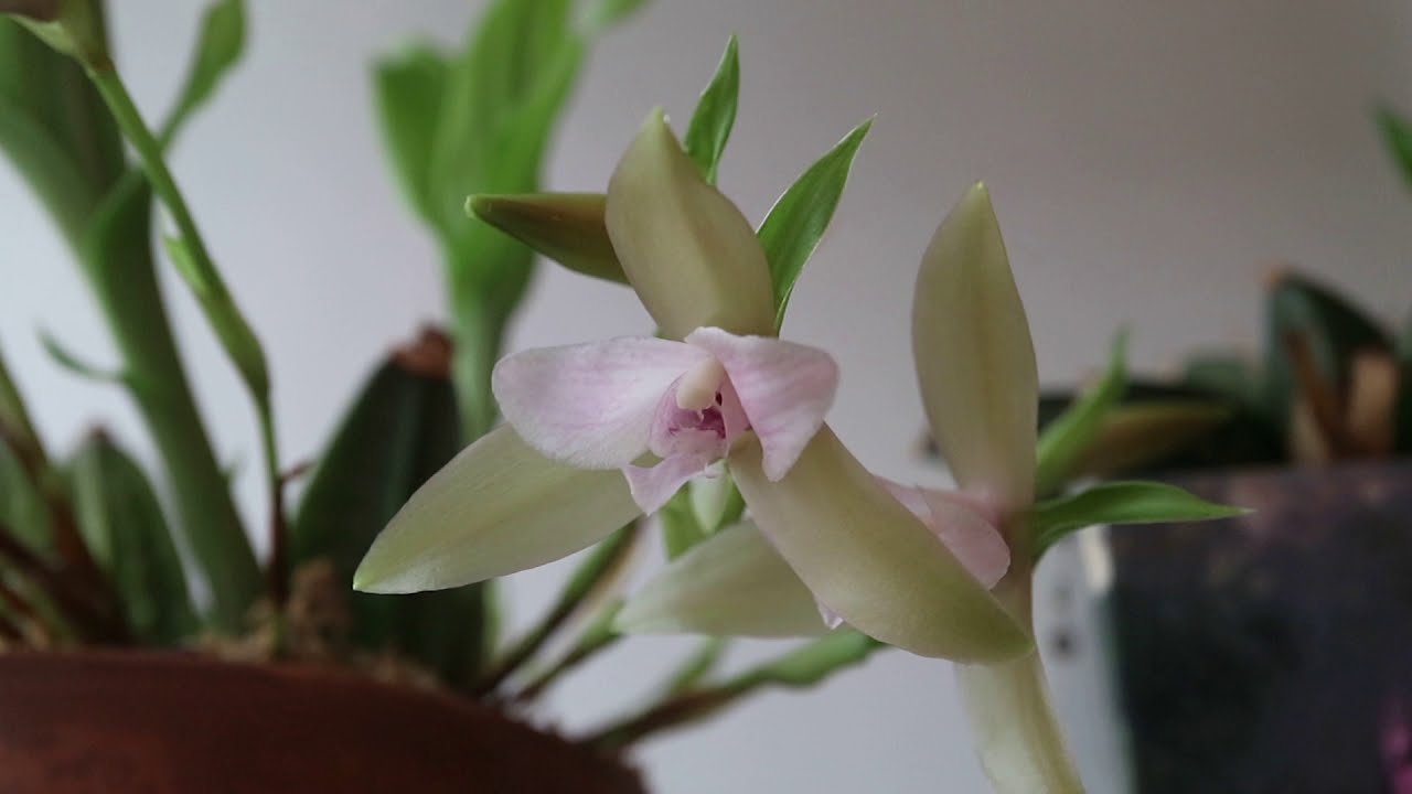 Lycaste tricolor, содержание и уход.