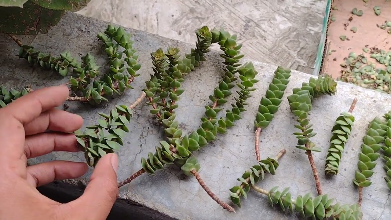 🤑 Reproducir Crassula Perforata // Green Pagoda 🤑