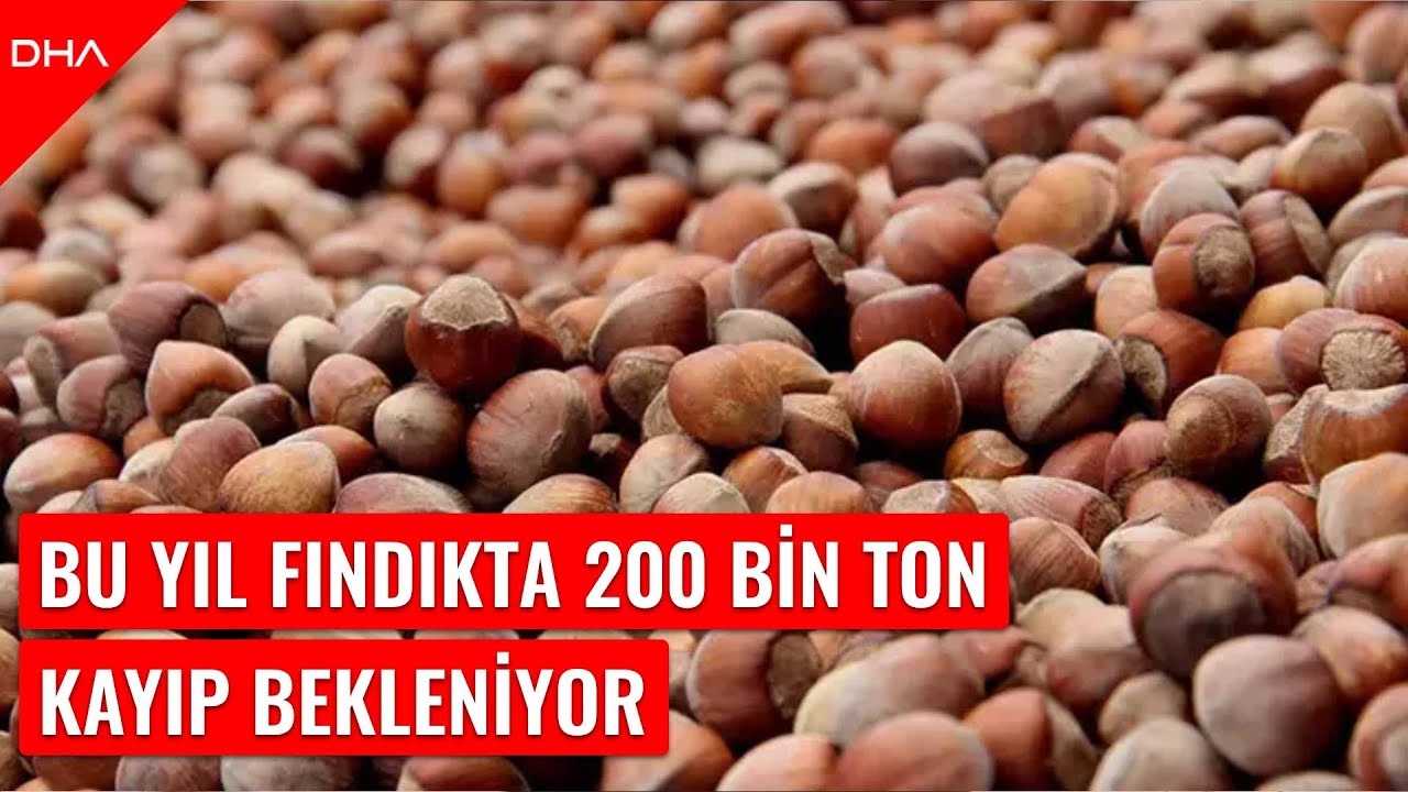 Fındıkta çifte tehdit; 200 bin ton kayıp beklentisi