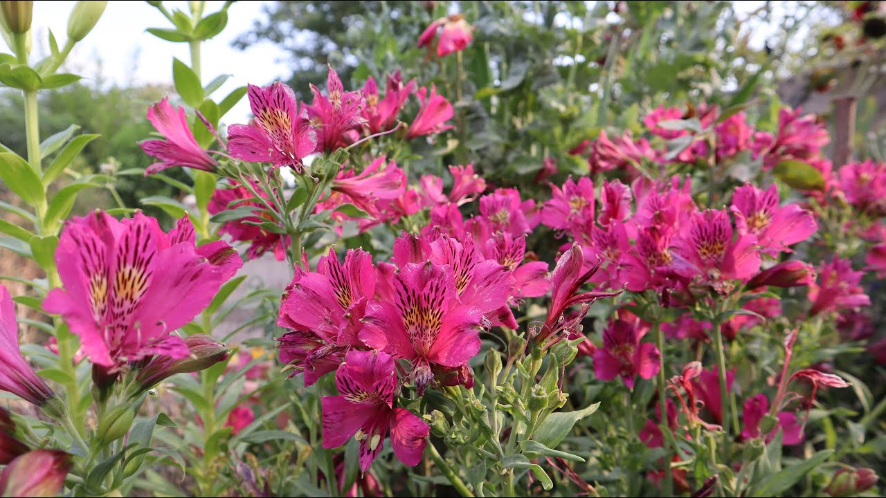 11 flores que atraen polinizadores - PARTE 2 - abejas - mariposas - abejorros