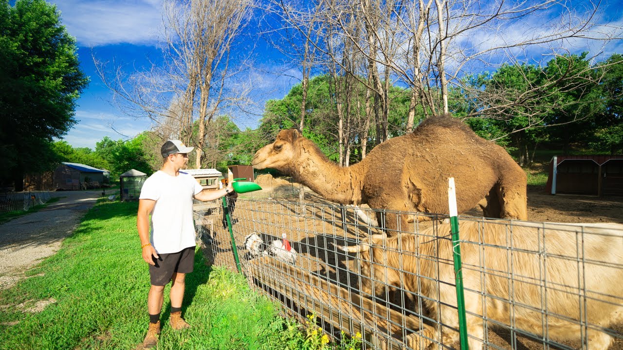 Day in the Life of FLAIR’S Farmhand (Daily Chores)