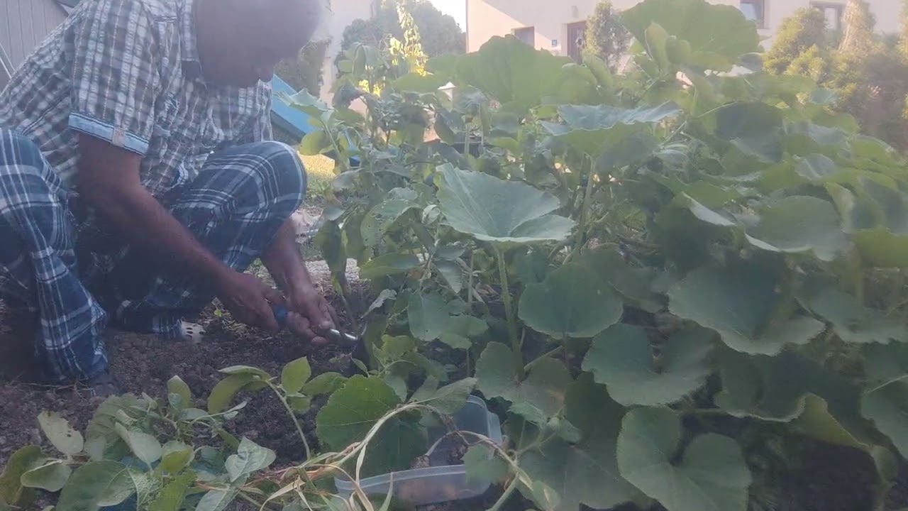 Batata harvest  500 grams per plant