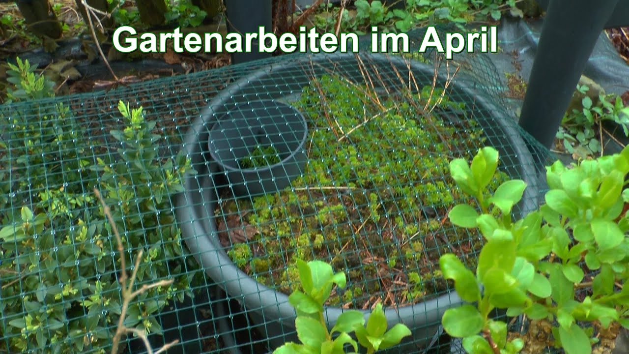 Gartenarbeiten mit Bonsai und spontane Rettungsaktion eines Tieres
