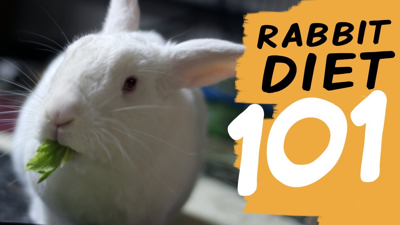 EVERYTHING You Need To Know About a Rabbit Diet
