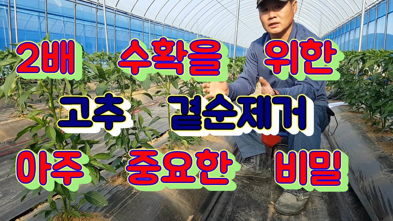 고추 곁순제거의 시기는 수확량에 많은 영향을 줍니다