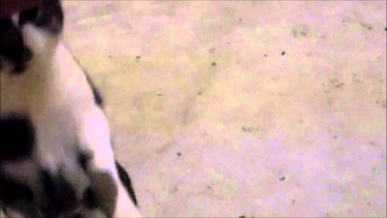 bouncing Lucy cat