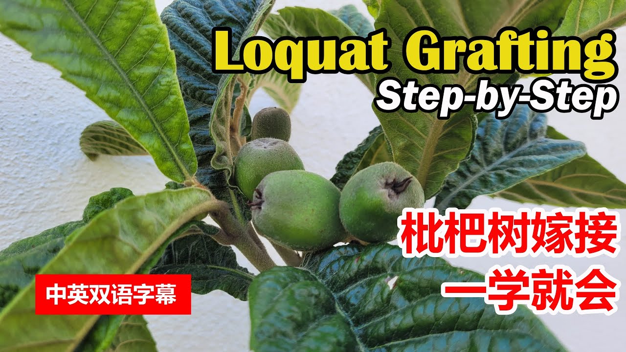 How to Graft Loquat Tree Step-by-Step | 枇杷树嫁接保姆级教程 | Loquat Cleft Grafting | Grafting Technique