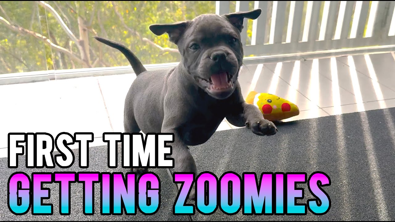 Zoomies to Snoozies: Rescue Pup’s Journey to Dreamland
