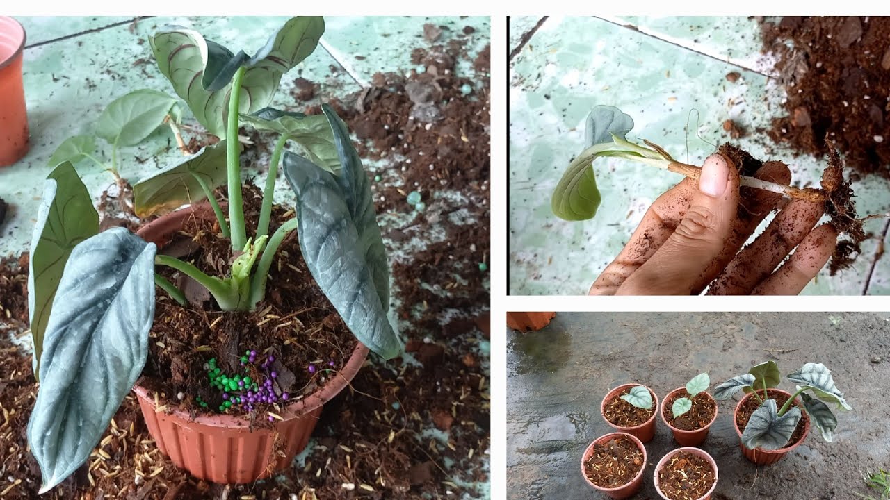 Trồng cây rồng bạc (Alocasia silver dragon): thay chậu & nhân giống