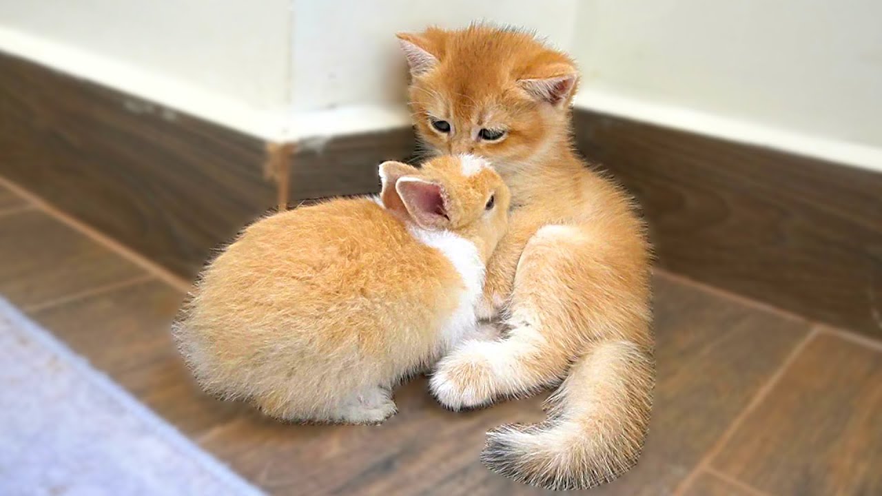 Kitten Tomi greets a bunny for the first time, and they quickly become surprisingly close
