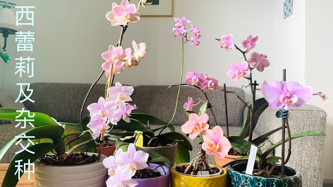 西蕾莉及其6种杂交种Phalaenopsis schilleriana and six of its hybrids