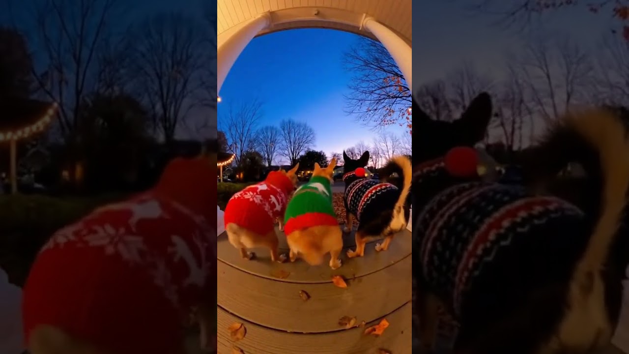 Charming Porch Dance: The Little Hip-Shaking Performer