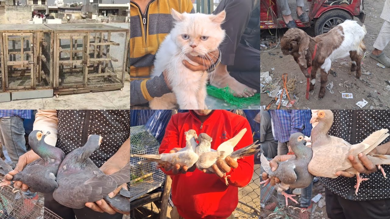 Jama Masjid kabootar Market Delhi🕊15-2-2026 🕊Birds pigeon Kabutar Market Old Delhi