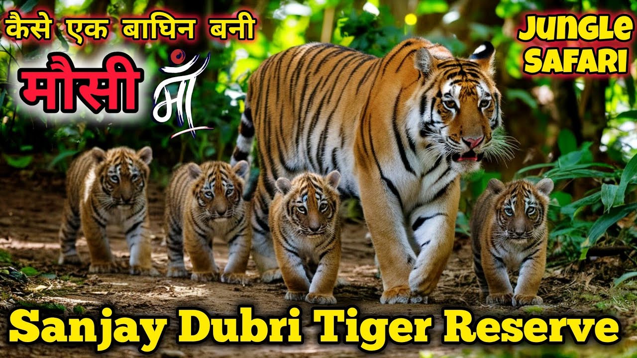 Sanjay Dubri Tiger Reserve | 9 Tiger 1 Safari | मौसी माँ | Jungle Safari Sanjay Dubri #wildlife P-2
