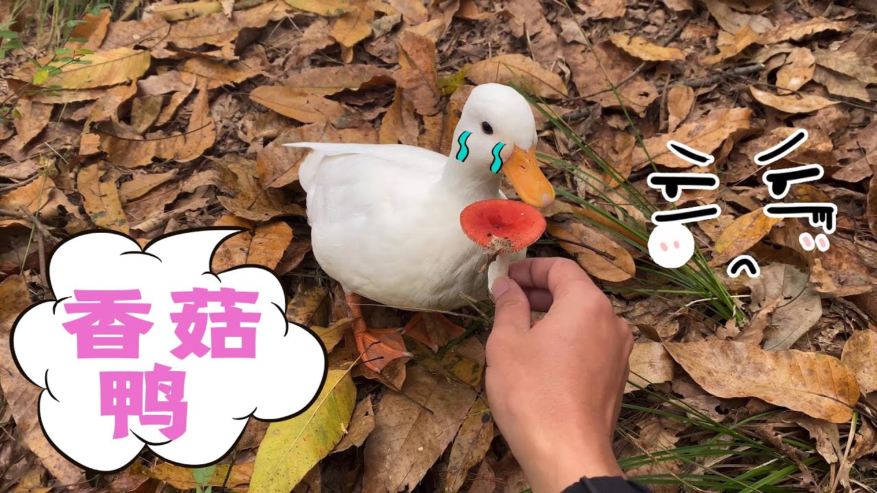 小伙带着上万元的柯尔鸭去山上溜达，没想到这鸭子直接飞走了【天下一场梦】
