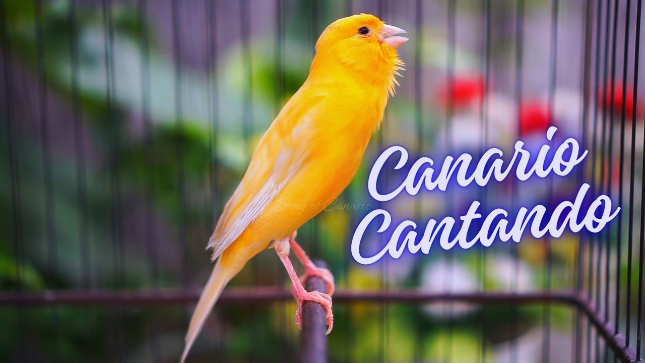 Canário Belga Cantando #08 - Som de Treinamento para Filhotes