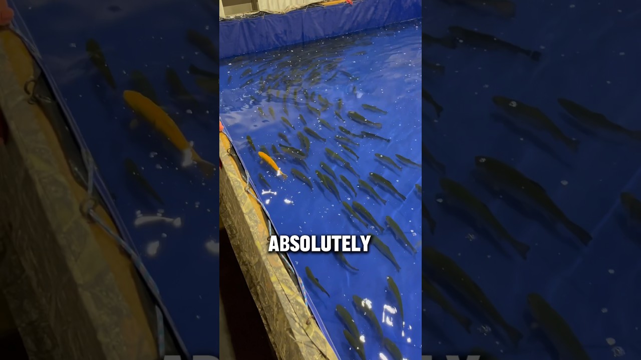 I Caught the GOLDEN FISH!