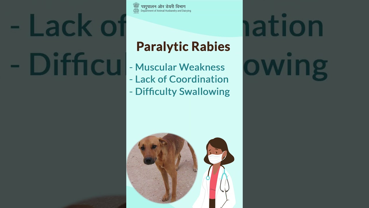 Rabies Awareness: Shielding Our Furry Friends and Ourselves