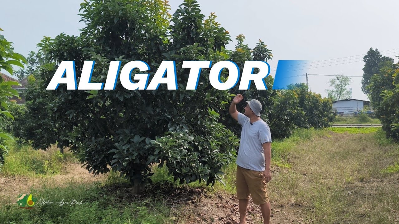 PERFORMA ALPUKAT ALIGATOR JARAK TANAM 4x6