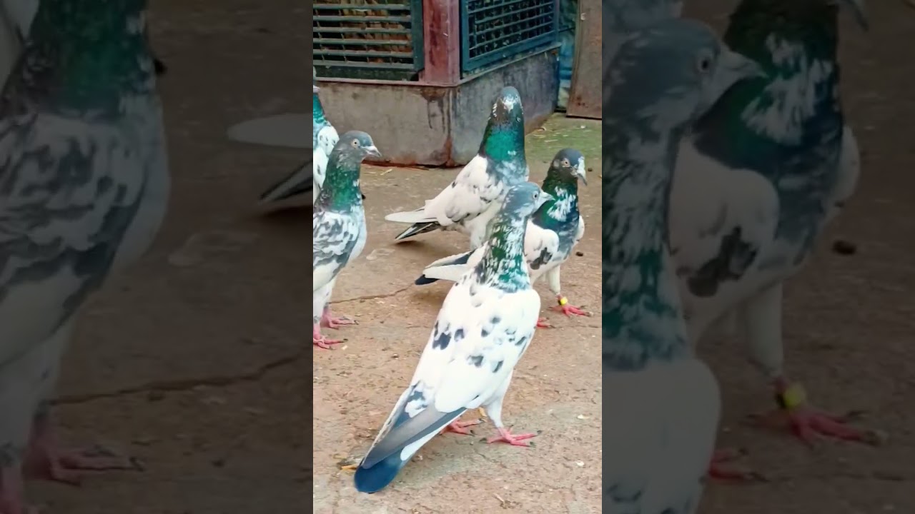 Kalsare Kabootar | Beautiful Kalsare Pigeons | Kabootar Lovers Shorts Video