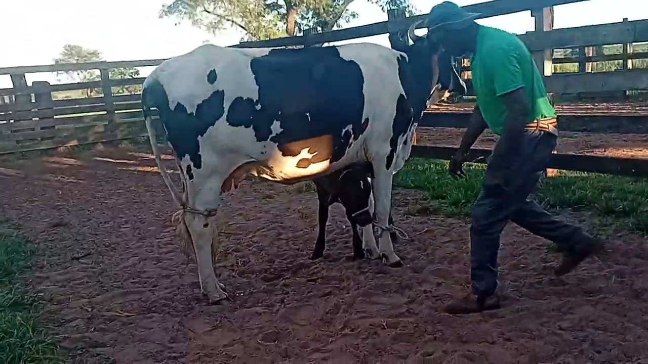 Mais um dia abençoado aqui na fazenda 🐂 🐃 🚜 