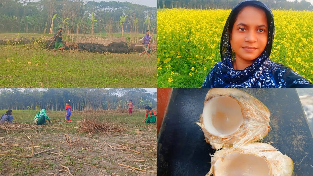 আমাদের মাঠে কি নিয়ে আসলো দেখেন সবাই এই দেখে এত গন্ধ অবস্থা খারাপ হয়ে গেল 🤮