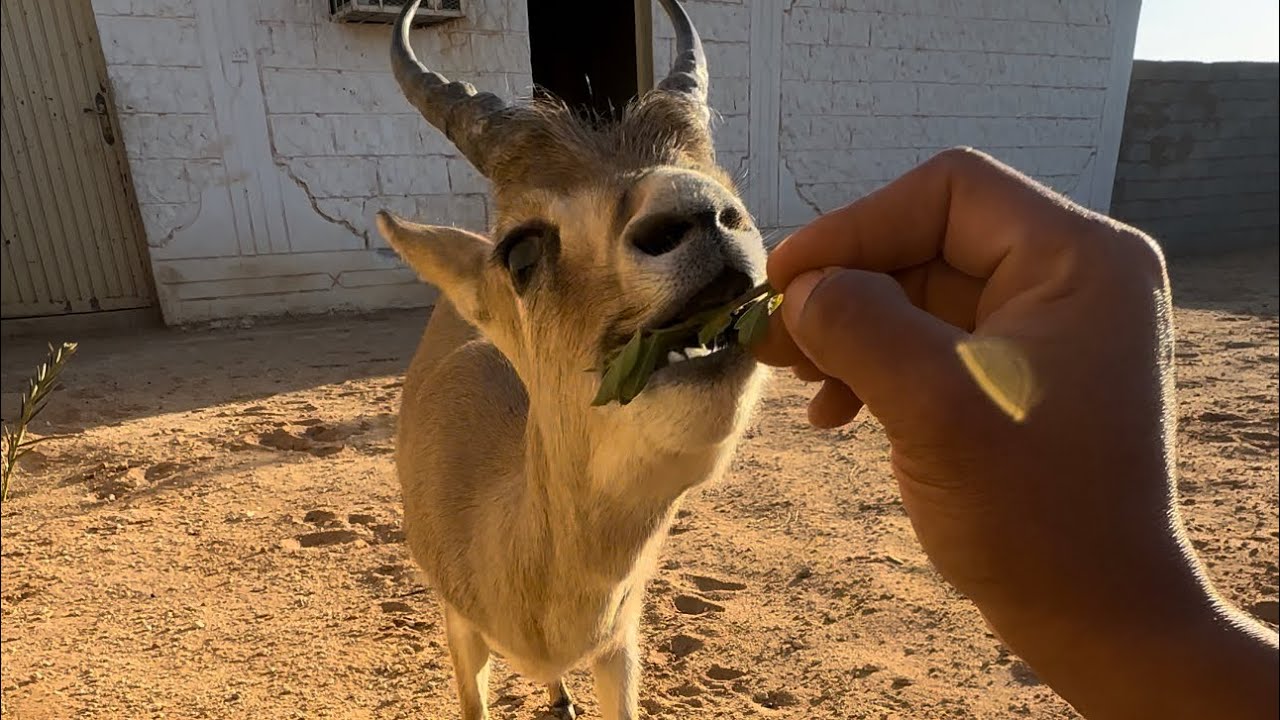 كم تكلفت محمية الغزلان وش باقي لها😅🤔