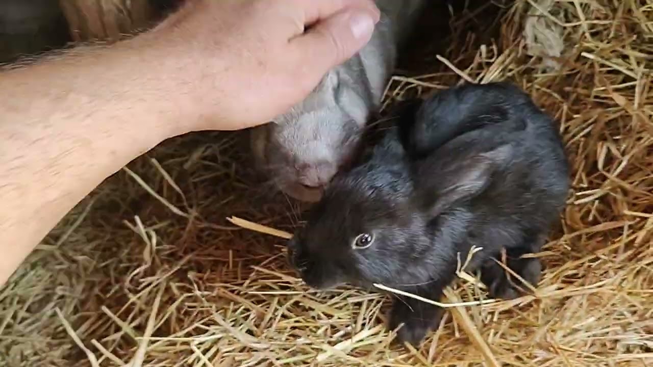 Porta bemutatása 2. Rész Nyúltenyészet, Székely nyúl, paraszt nyulak