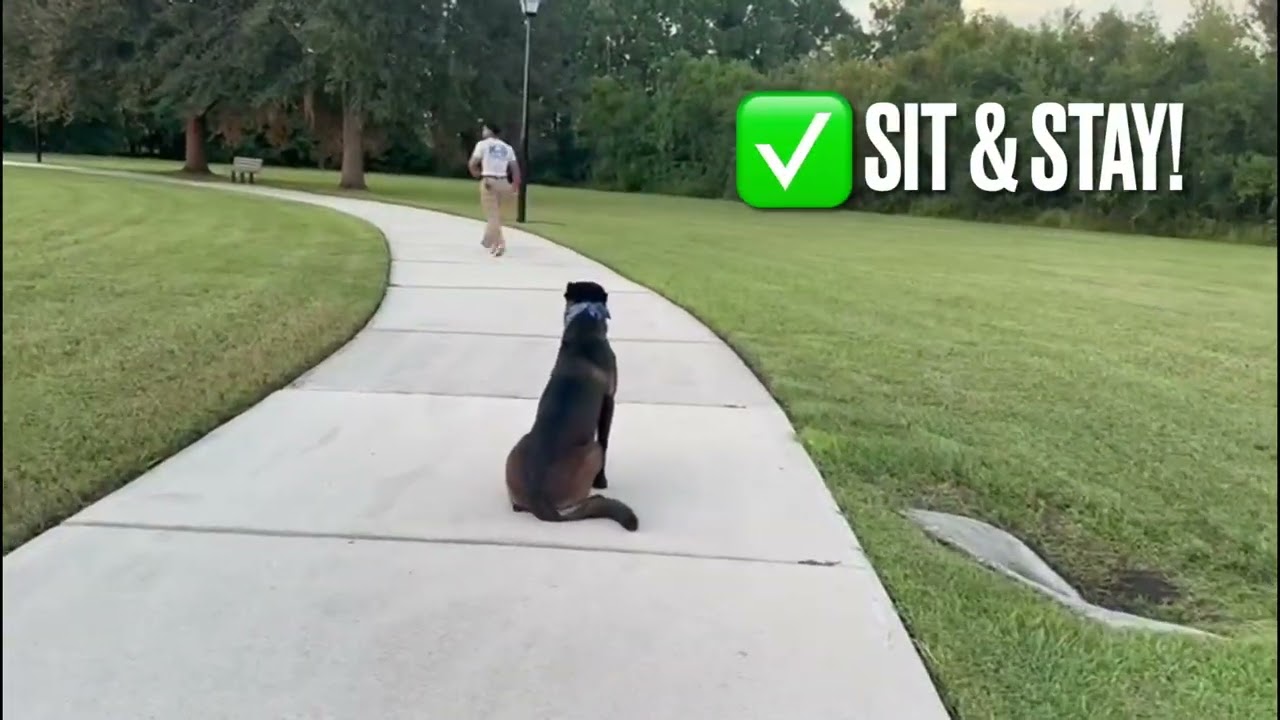 Belgian Malinois Zeus at The K9 Training Academy Orlando Dog Training