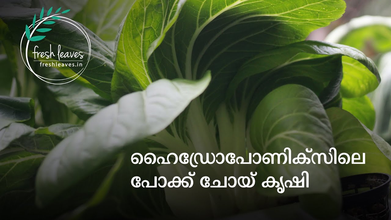 Hydroponic Pok choy / Bok Choy / Pak Choy  - Seed to harvest - In Malayalam