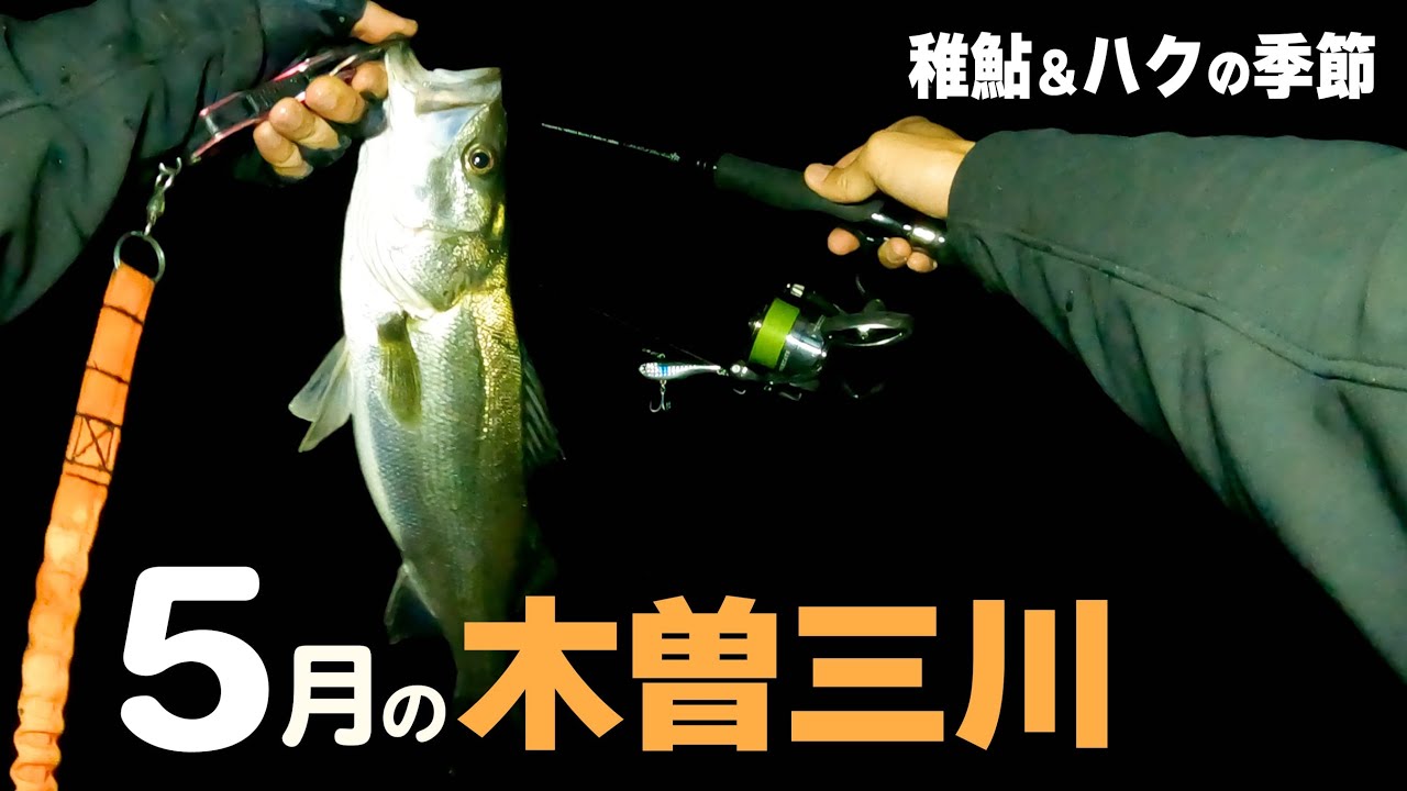夜の川でシーバスを釣る。5月は稚鮎＆ハクパターンの季節ですね。