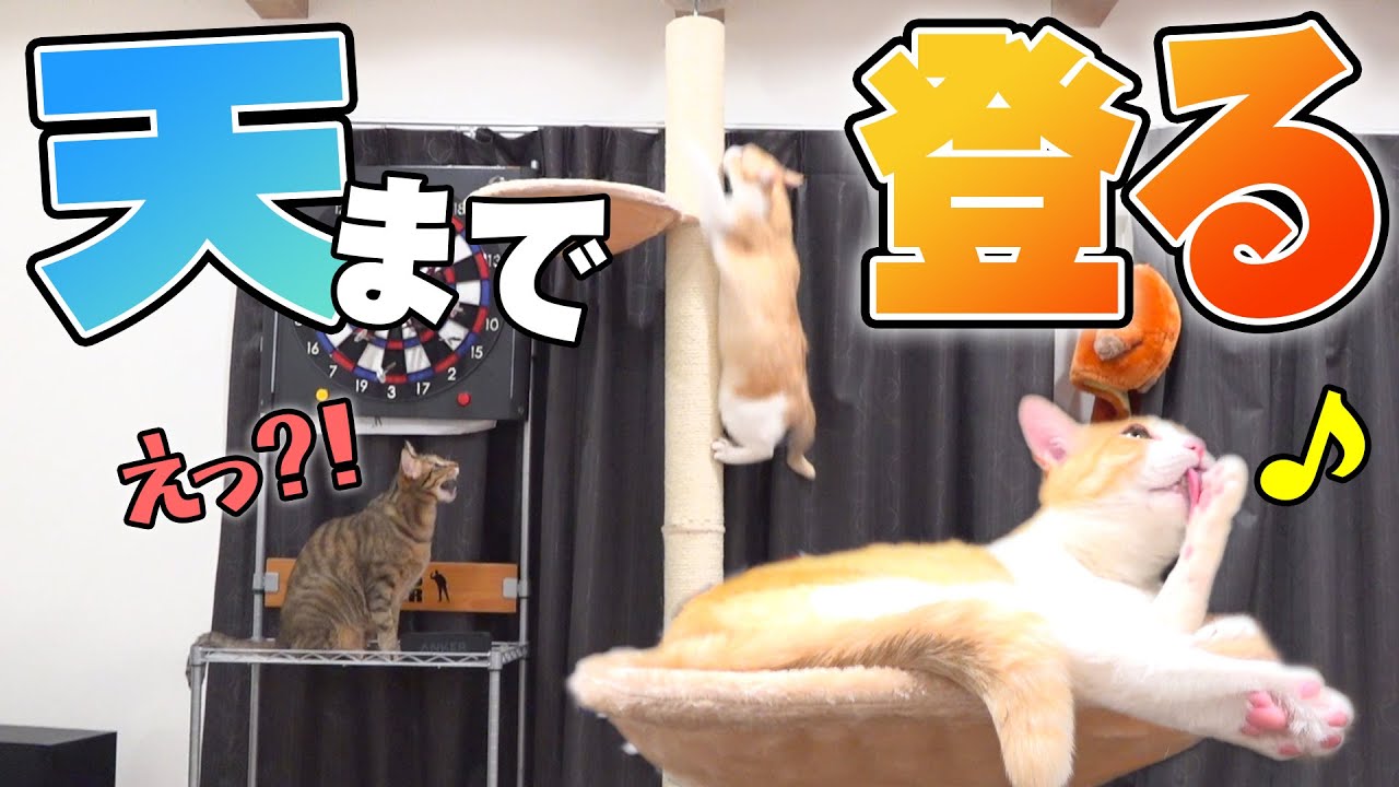 猿のように棒をよじ登る猫がもはや猿だった
