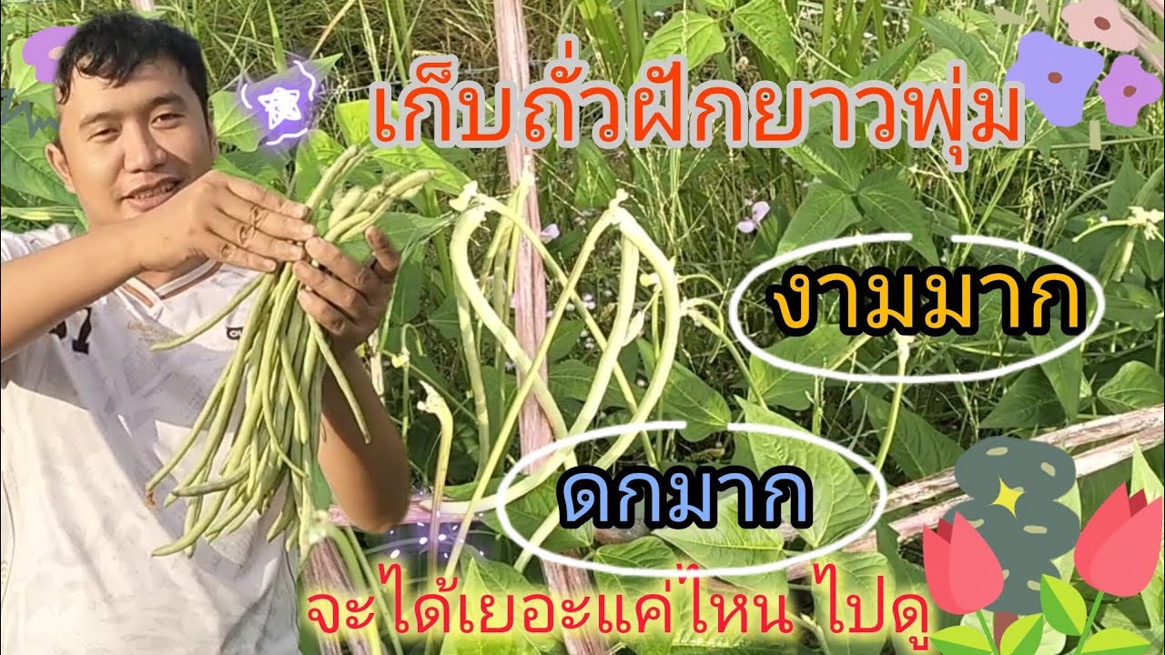 เก็บถั่วฝักยาวสด ๆ จากสวน | วันนี้เก็บได้เยอะมาก! | ถั่วฝักยาวงามๆ เก็บกันเพลินเลย😊