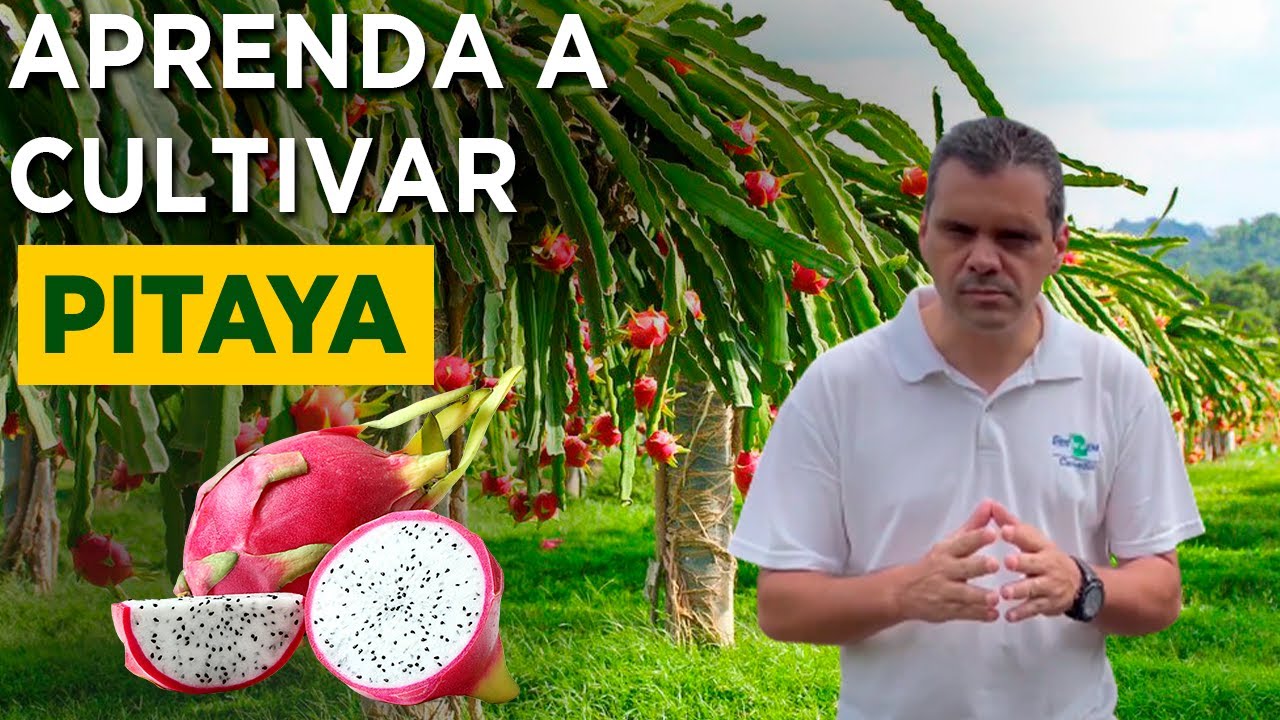 Como Produzir Pitaya em Pequenas Áreas e Lucrar – com Dr. Fábio Faleiro (Embrapa)