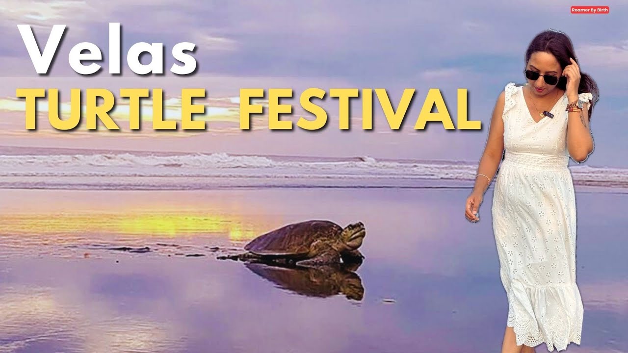 MAHARASHTRA'S Velas Turtle Festival | Watch Tiny Turtle take First Step-Complete Guide  | Best Time