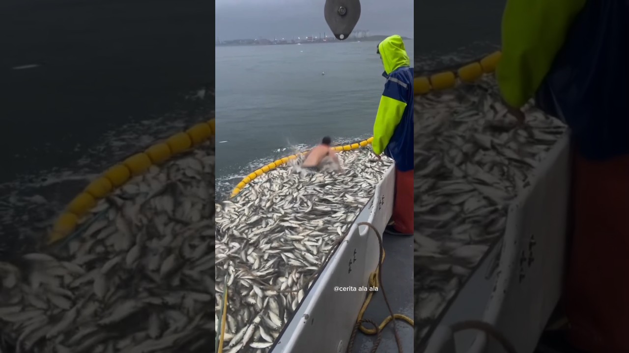 Penangkapan ikan dengan pukat harimau #shorts