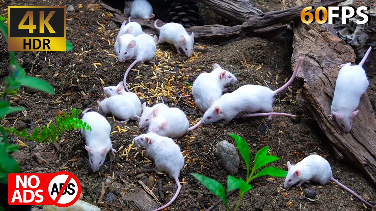 [NO ADS] Cat TV Mice: Nature’s Calm with Curious Mice 🐾🍂