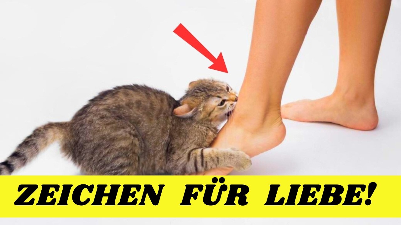 14 Zeichen, dass deine Katze dich wirklich liebt! | Katzenverhalten verstehen 😽