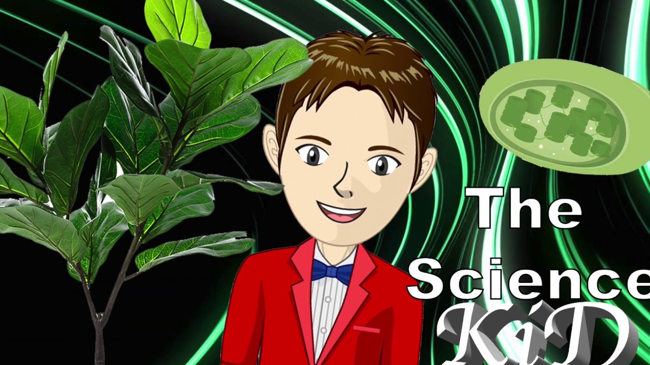 Chloroplasts - How Does Photosynthesis Work? - The Science KID